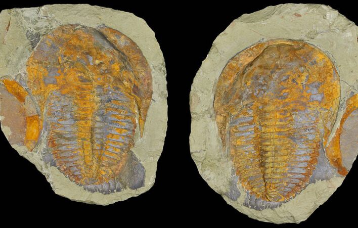 Cambropallas Trilobite With Perfect Pos/Neg Split #175032